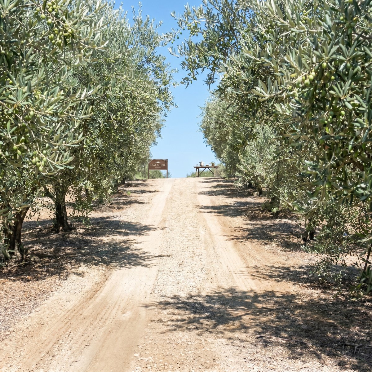 Dirt road between rows of olive trees on the Leaf & Heir grove, leading toward a wooden sign and a tea setup in the distance
