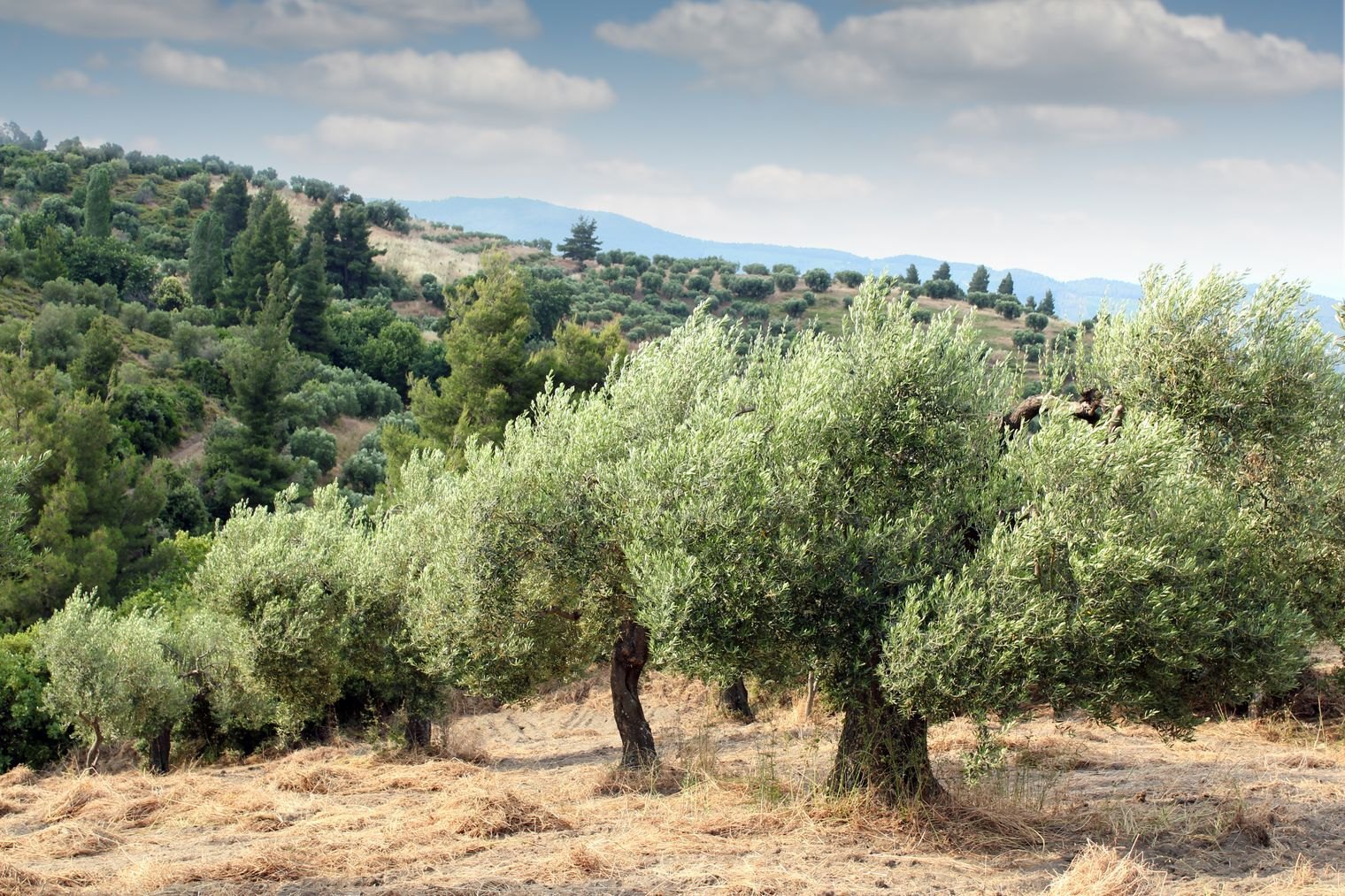 Olive grove in Temecula, CA